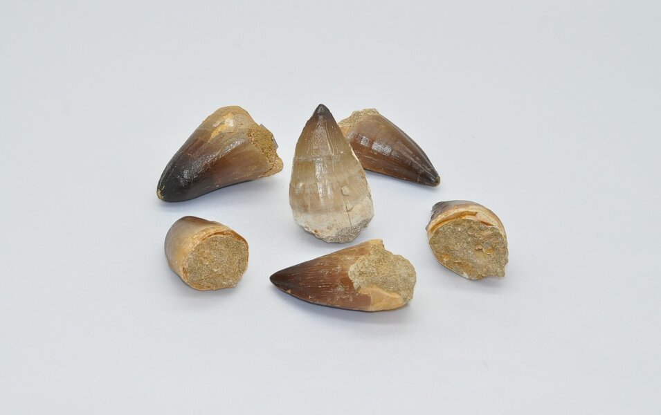 SKAMENENÝ ZUB - MOSASAURA