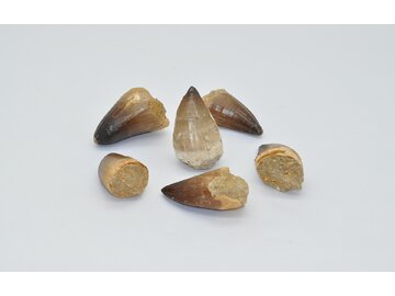 SKAMENENÝ ZUB - MOSASAURA